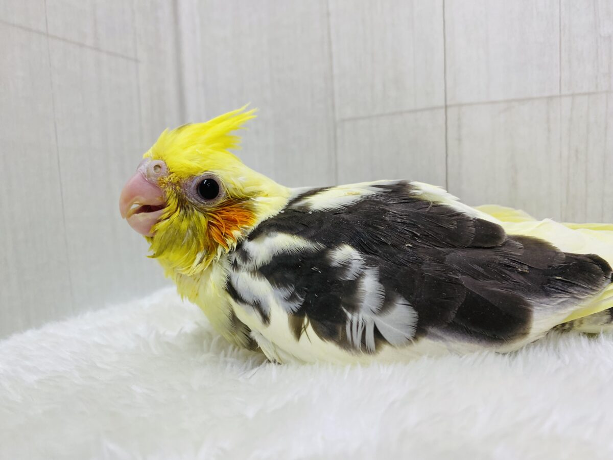 オカメインコ
