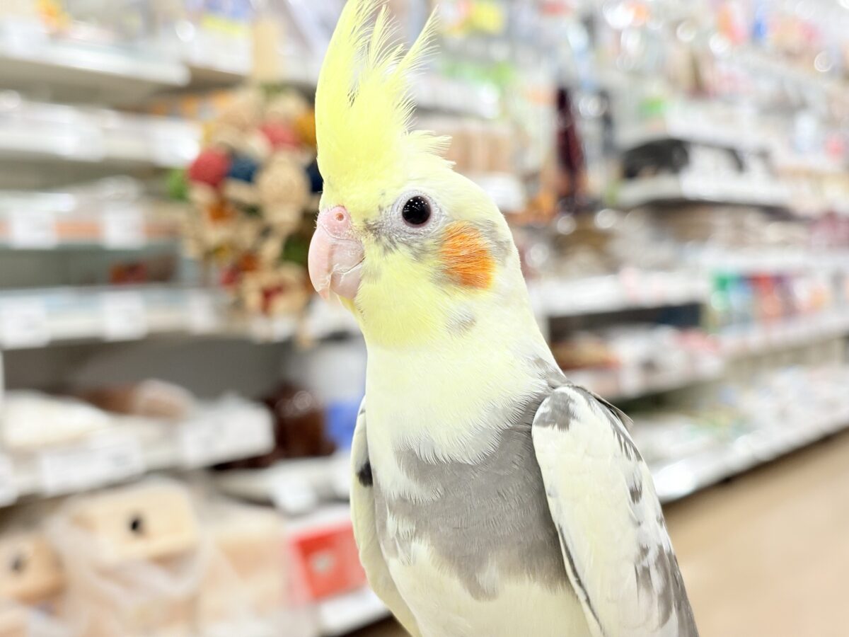 オカメインコ