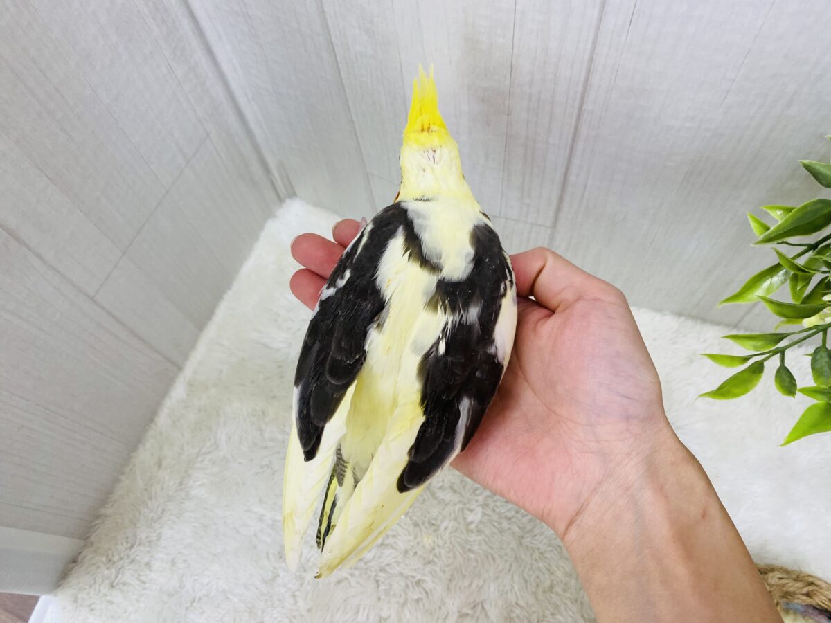オカメインコ