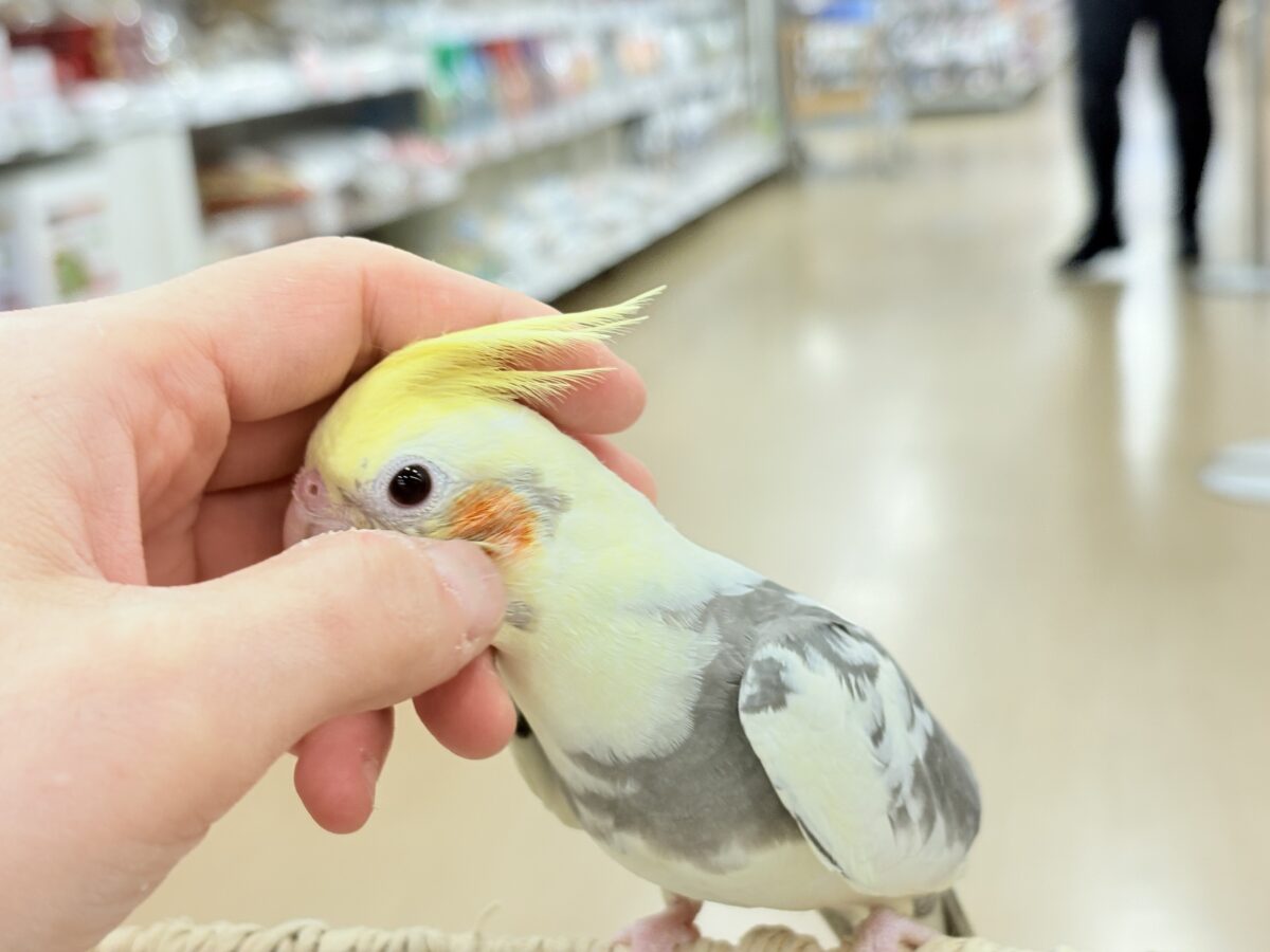 オカメインコ