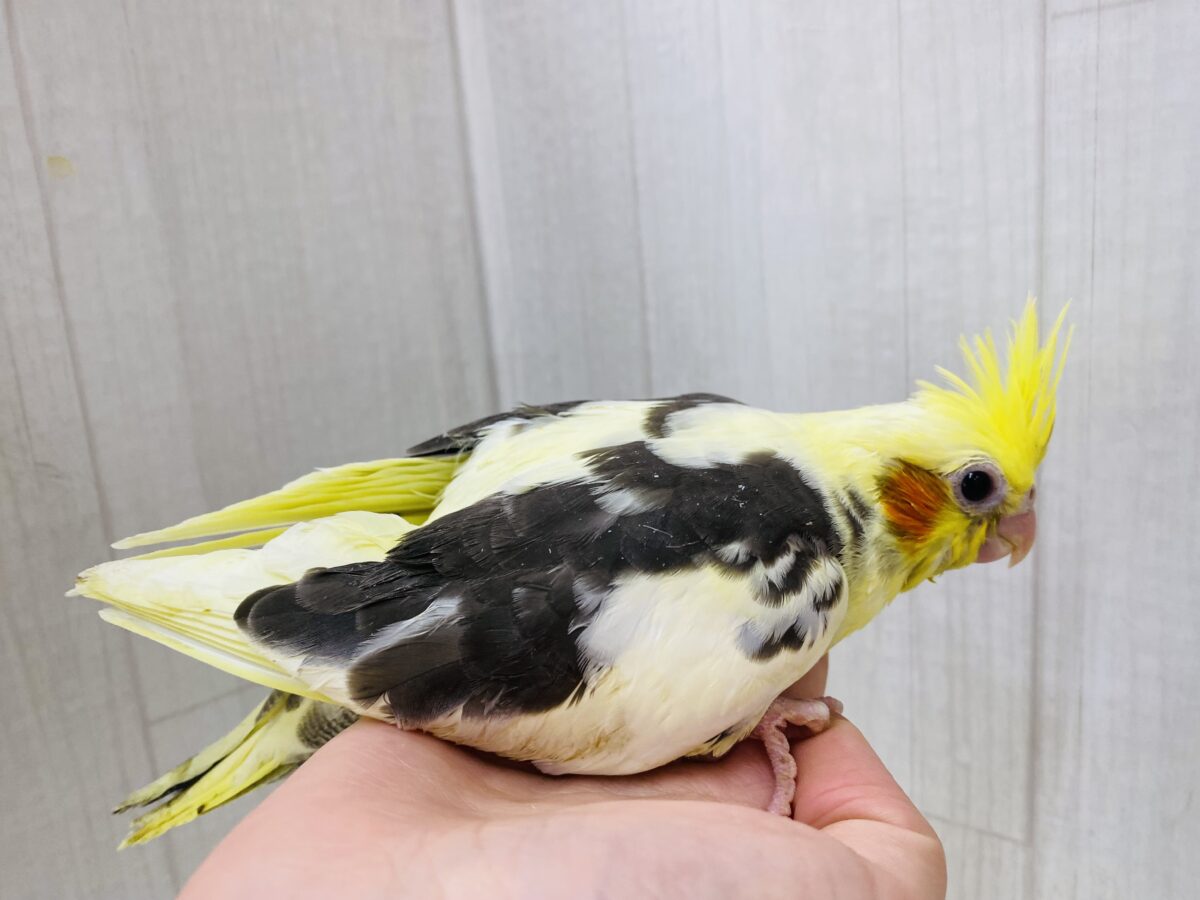 オカメインコ