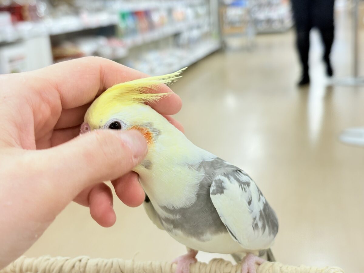 オカメインコ