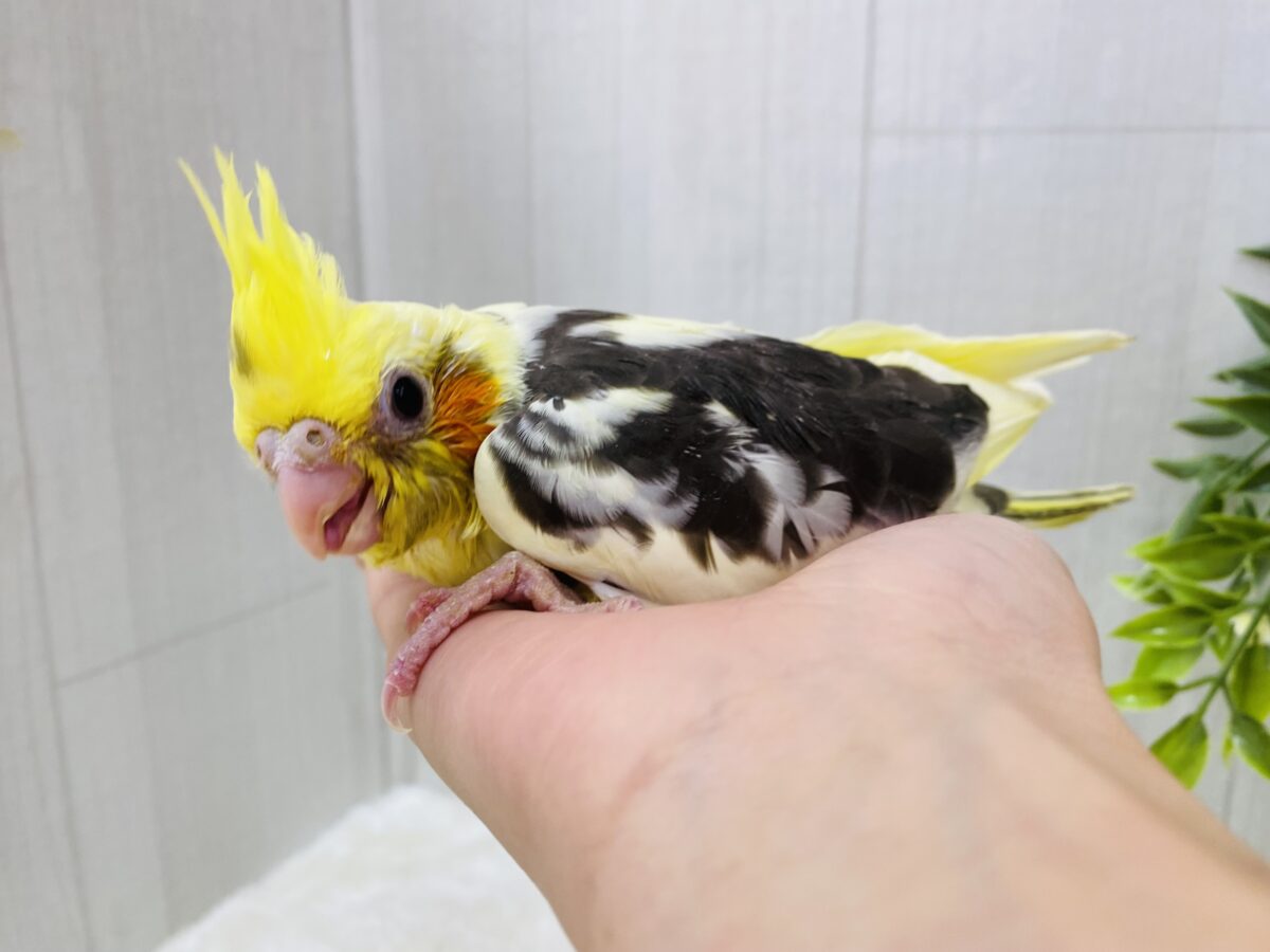 オカメインコ