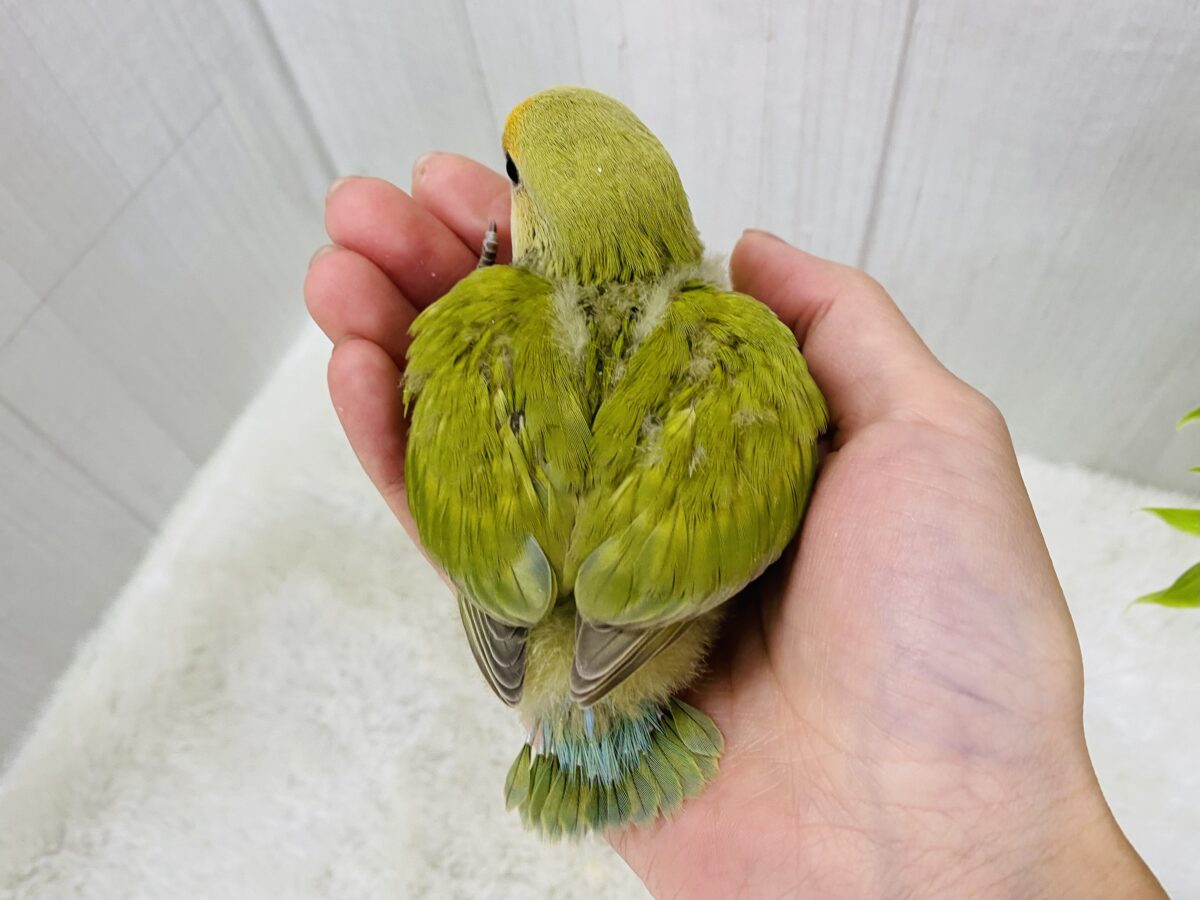 コザクラインコ（小桜インコ）