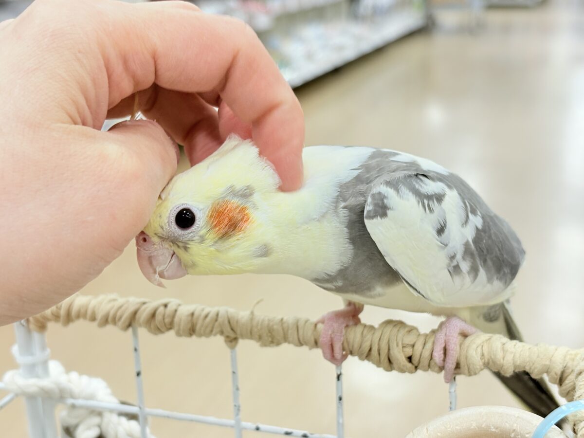 オカメインコ