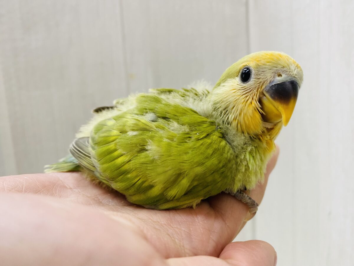 コザクラインコ（小桜インコ）