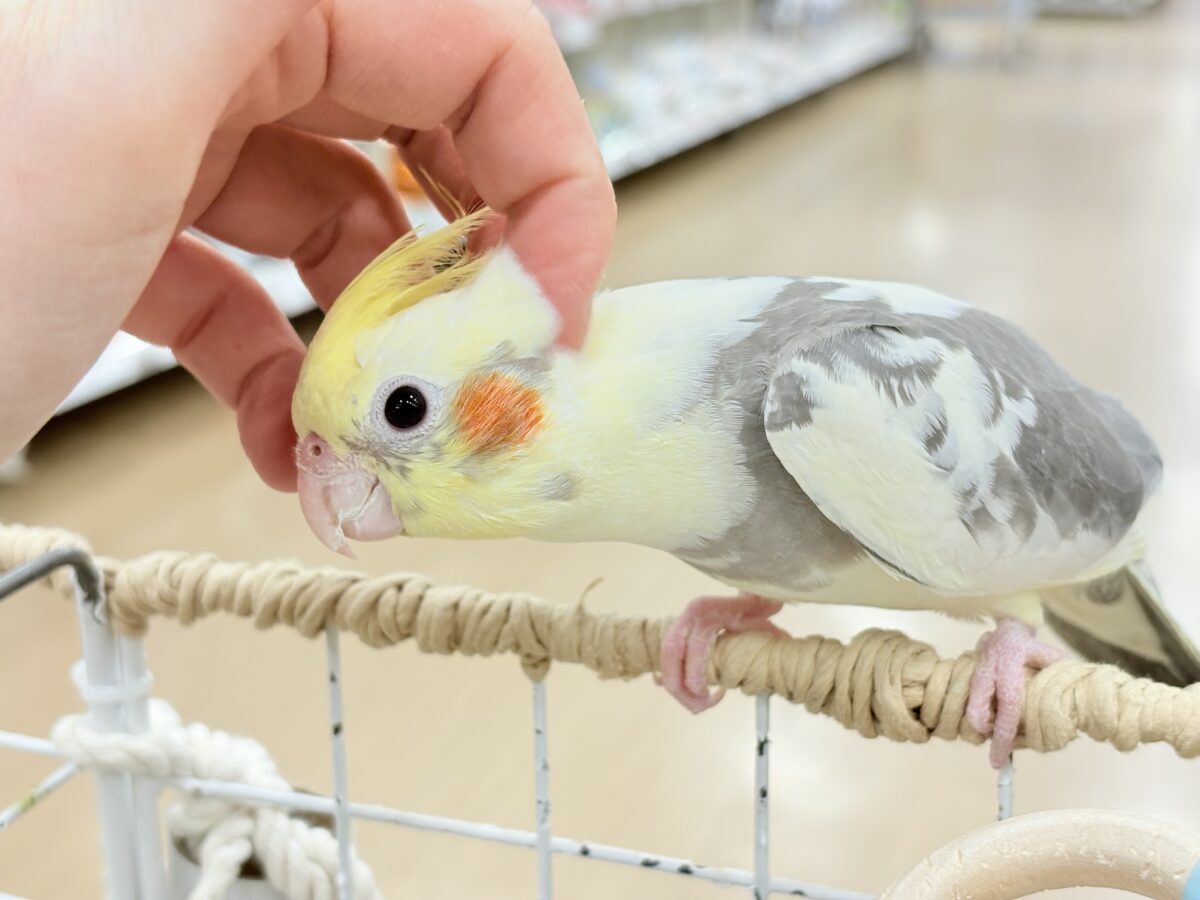 オカメインコ