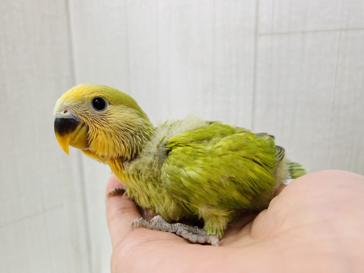 コザクラインコ（小桜インコ）