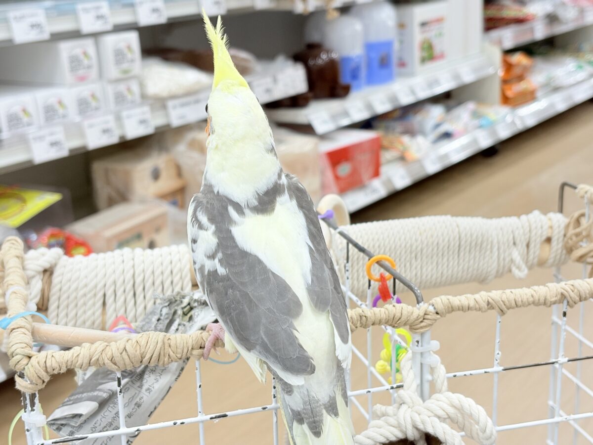 オカメインコ