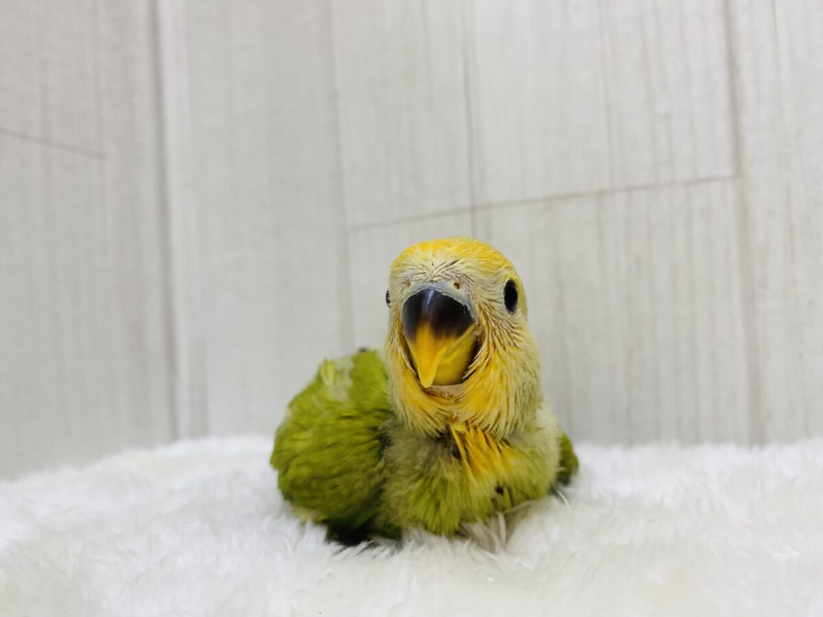 コザクラインコ（小桜インコ）