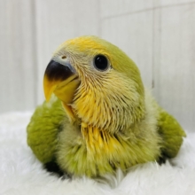 💚コザクラSmile☺️オレンジ色に染めちゃうよ🧡コザクラインコ（オレンジフェイスシナモン）