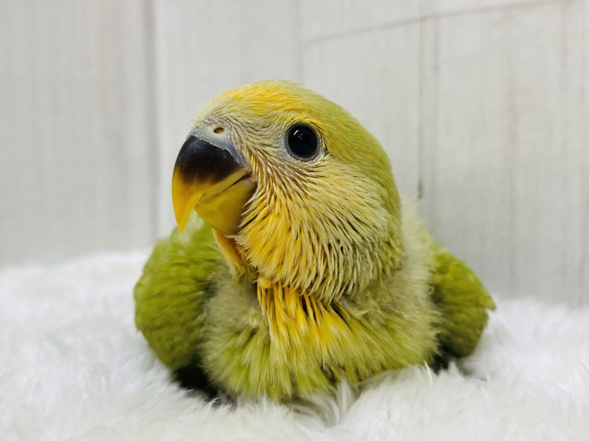 💚コザクラSmile☺️オレンジ色に染めちゃうよ🧡コザクラインコ（オレンジフェイスシナモン）