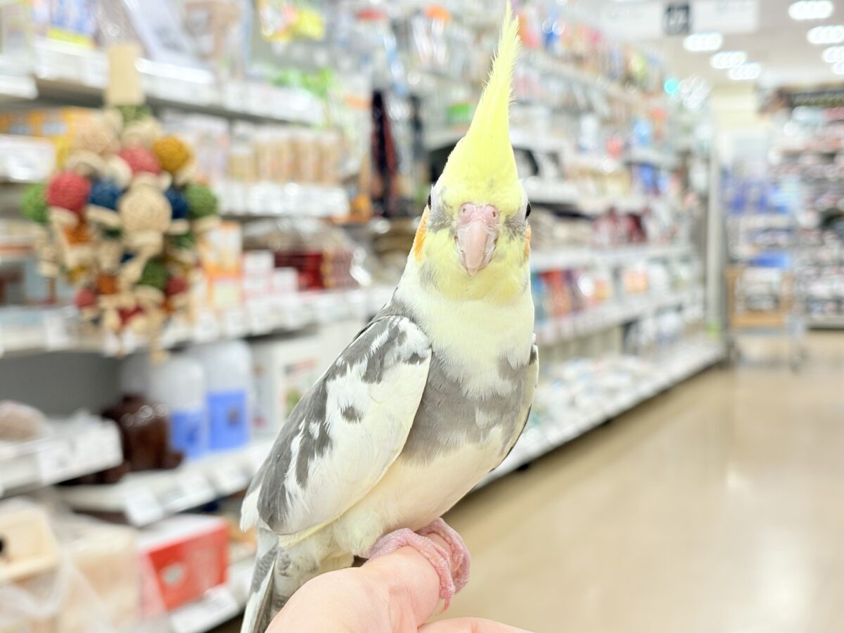 オカメインコ