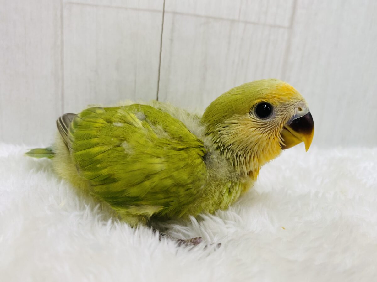 コザクラインコ（小桜インコ）