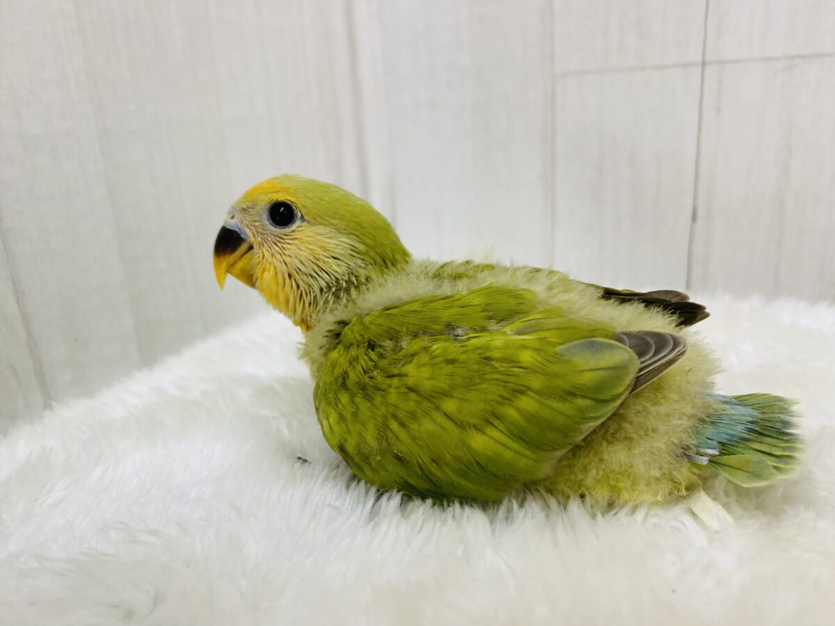 コザクラインコ（小桜インコ）