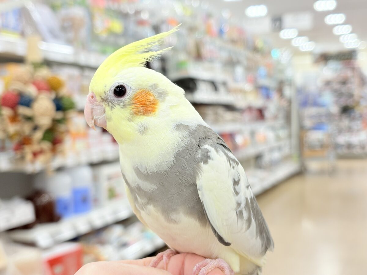 オカメインコ