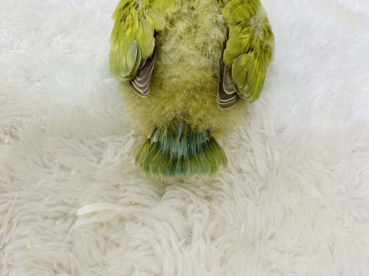 コザクラインコ（小桜インコ）