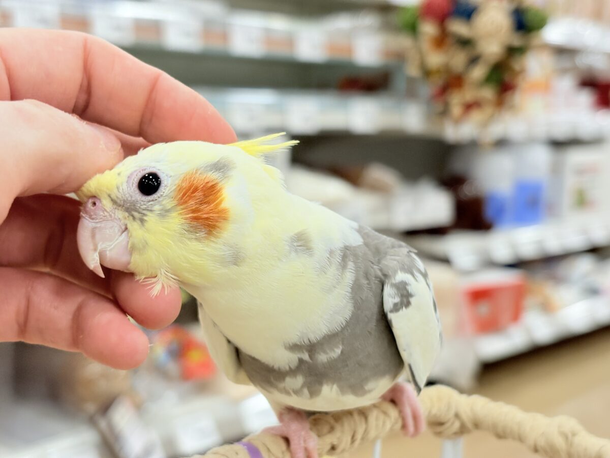 オカメインコ