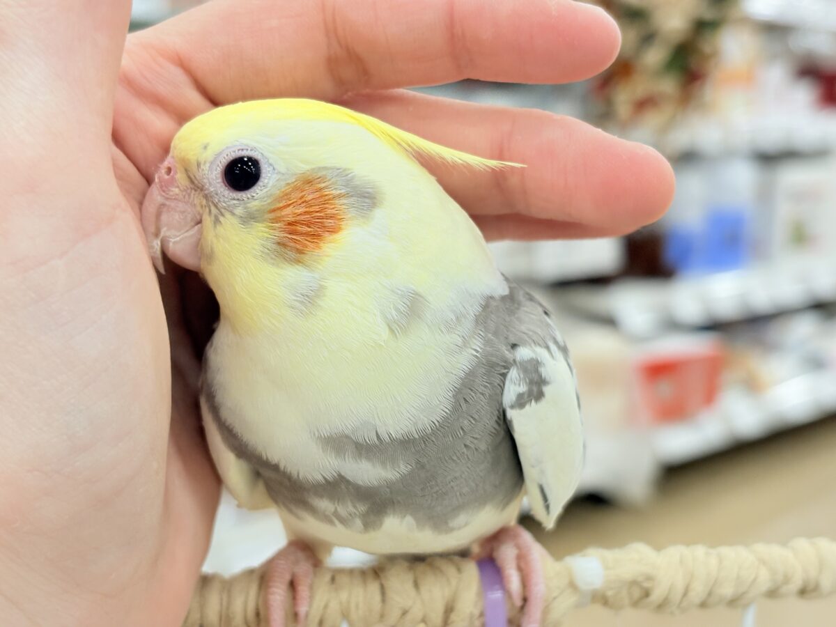 オカメインコ