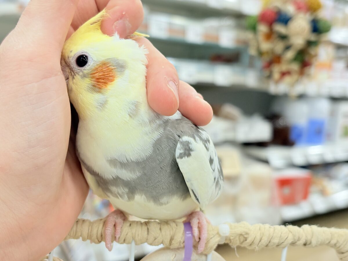 オカメインコ