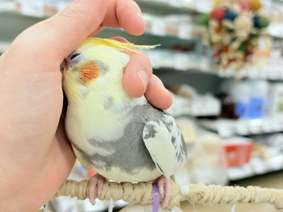 オカメインコ