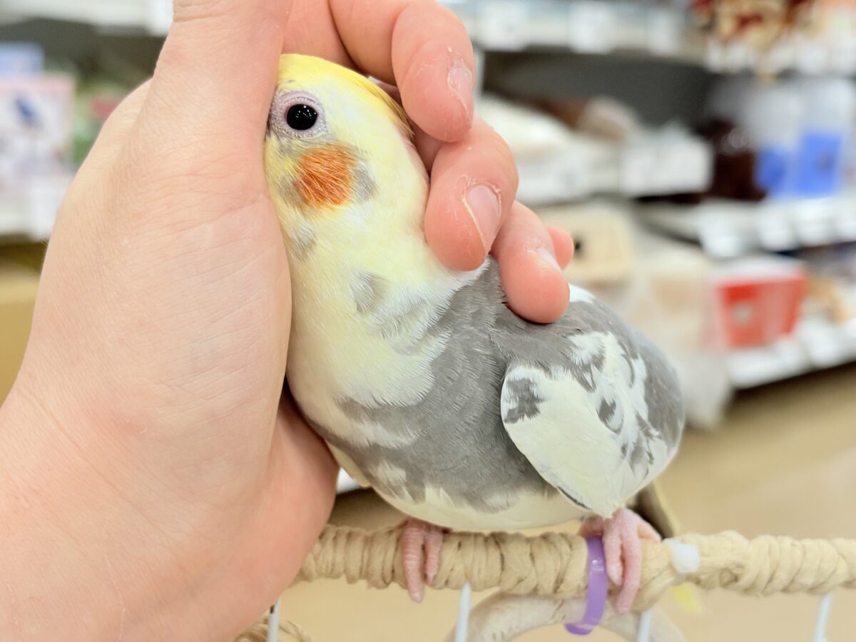 オカメインコ