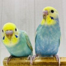 最新画像有ります🌱華やかすぎるパステルちゃん💐💕セキセイインコのパステルレインボーチーム🌈