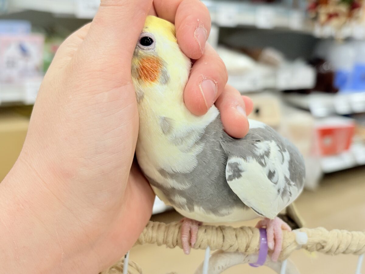 オカメインコ