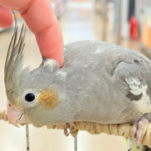 少しずつ仲良くなろうね~♩♩オカメインコ(ノーマル)