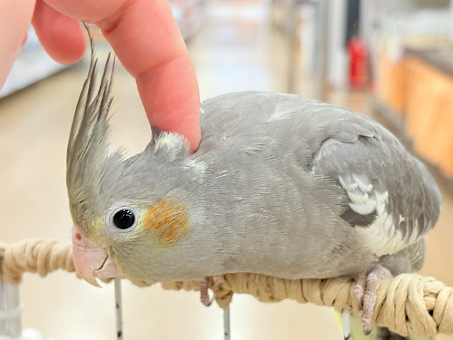 少しずつ仲良くなろうね~♩♩オカメインコ(ノーマル)