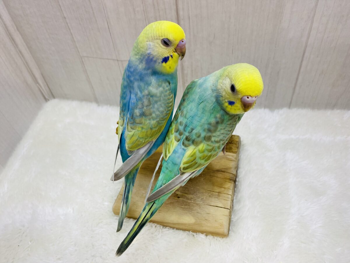 セキセイインコ