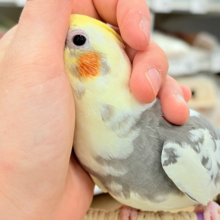 【動画更新🪄】触れ合うほどにゼロ距離になる🐥💖オカメインコ(パイド)