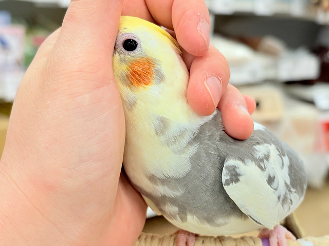 触れ合うほどにゼロ距離になる🐥💖オカメインコ(パイド)
