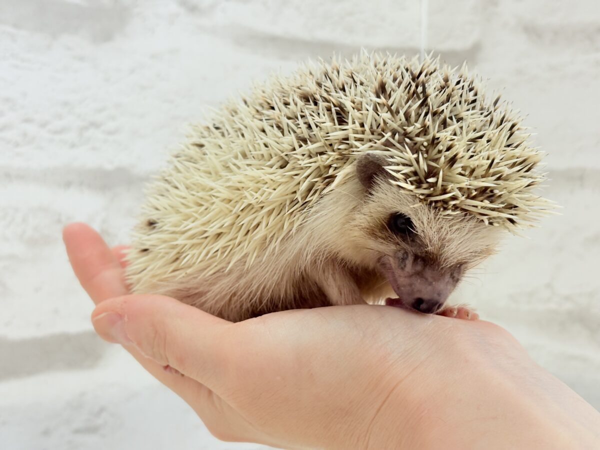 ハリネズミ（ヨツユビハリネズミ）