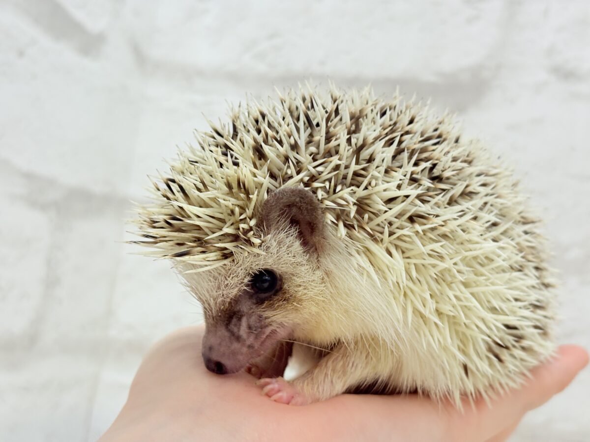 ハリネズミ（ヨツユビハリネズミ）