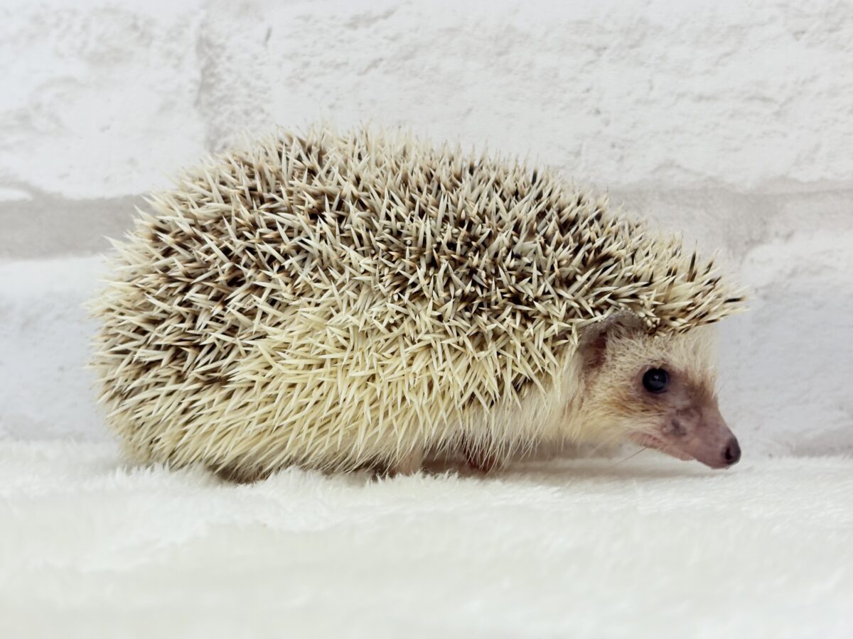 ハリネズミ（ヨツユビハリネズミ）