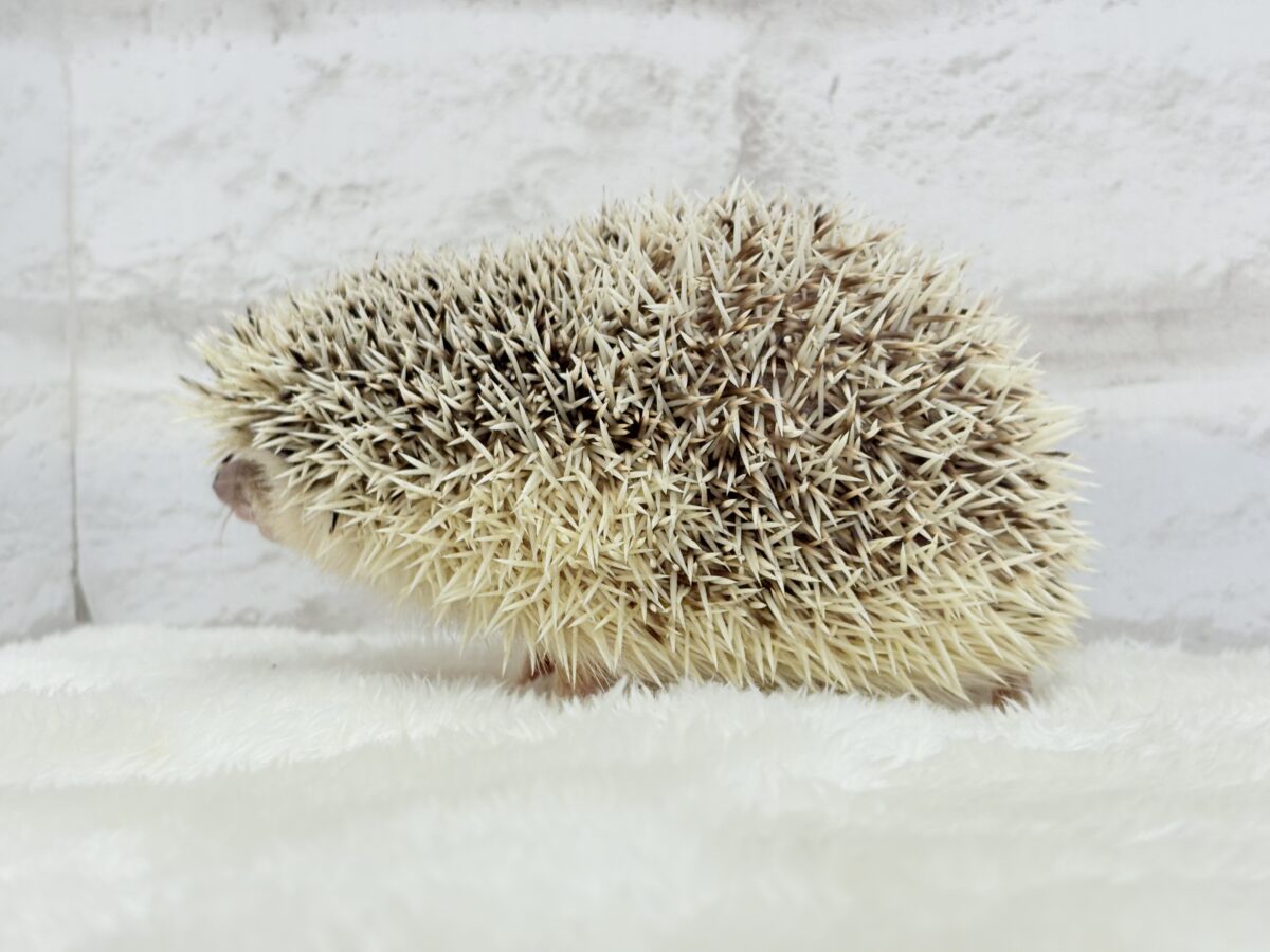 ハリネズミ（ヨツユビハリネズミ）