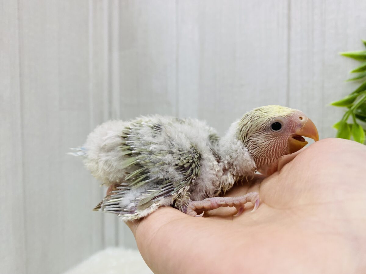 コザクラインコ（小桜インコ）