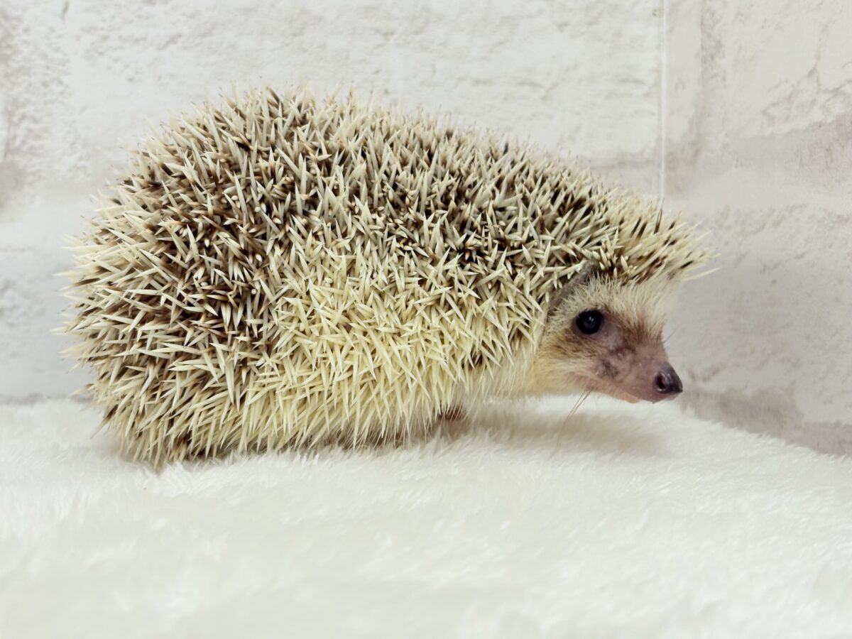 ハリネズミ（ヨツユビハリネズミ）