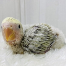 淡めな雰囲気〜🫧楽しみたくさんっ⭐️コザクラインコ
