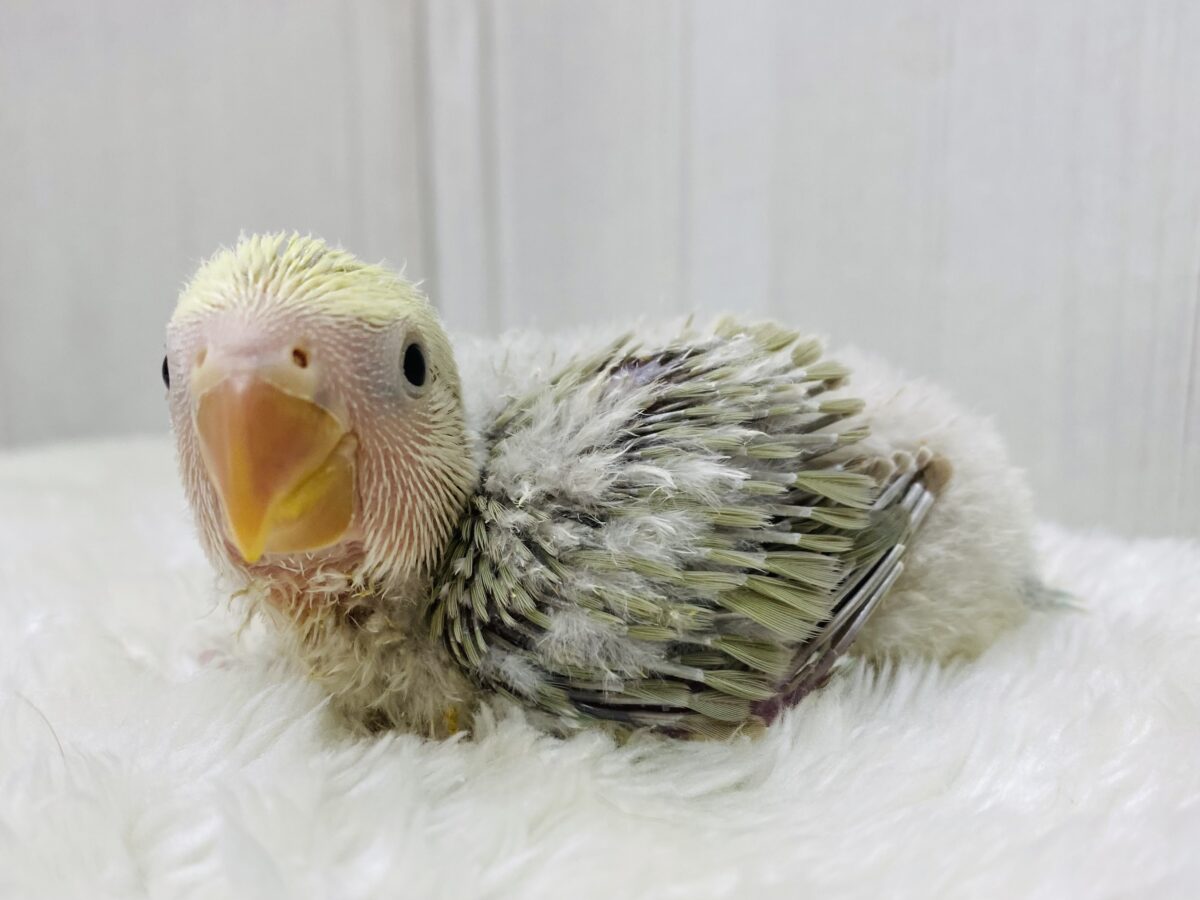 コザクラインコ桜 淡めな雰囲気〜🫧楽しみたくさんっ⭐️コザクラインコ