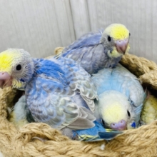 ✨みんな違ったパステルレインボー✨どの子がお好み？？セキセイインコ‼️
