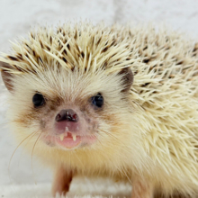 見た目と性格にギャップあり🦔💖ハリネズミ(パイド) 男の子
