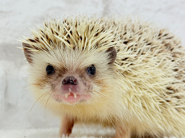 見た目と性格にギャップあり🦔💖ハリネズミ(パイド) 男の子