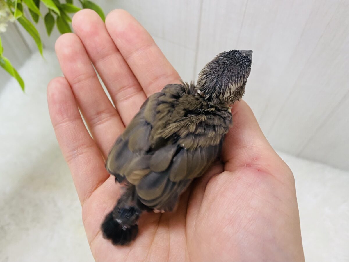 桜文鳥