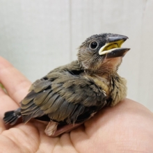 小さなカラス⁉️😳いいえ、黒が多めの桜文鳥さん🌸