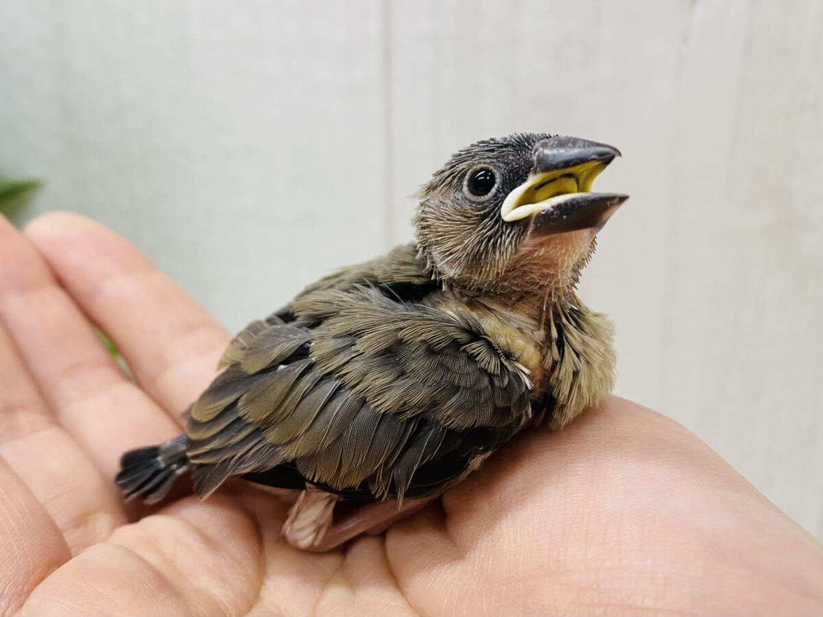 小さなカラス⁉️😳いいえ、黒が多めの桜文鳥さん🌸