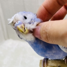 最新画像有ります！！ひょっこり‼️頭を見ておくれ〜✨梵天セキセイインコさんズ💫