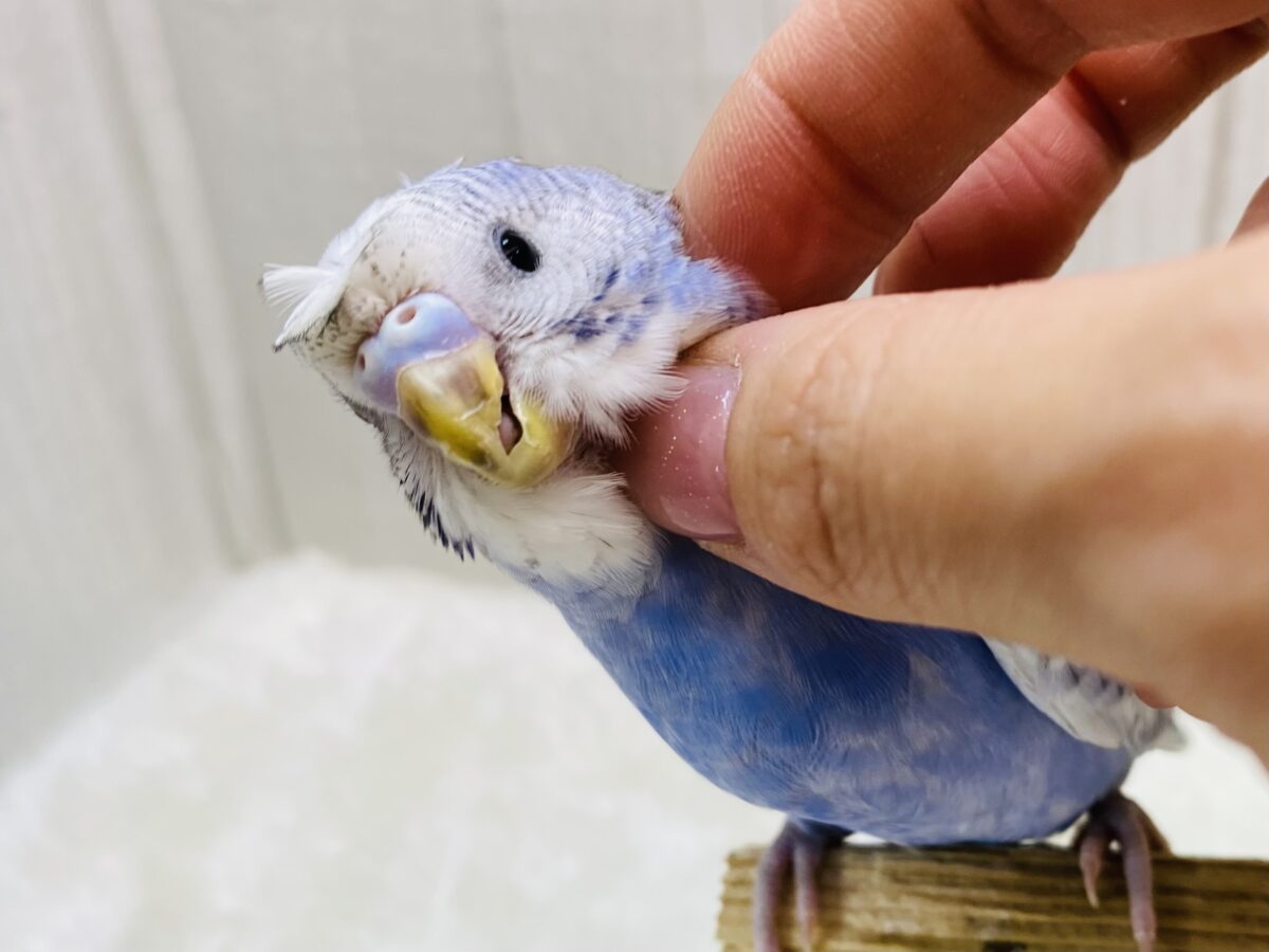 最新画像有ります！！ひょっこり‼️頭を見ておくれ〜✨梵天セキセイインコさんズ💫