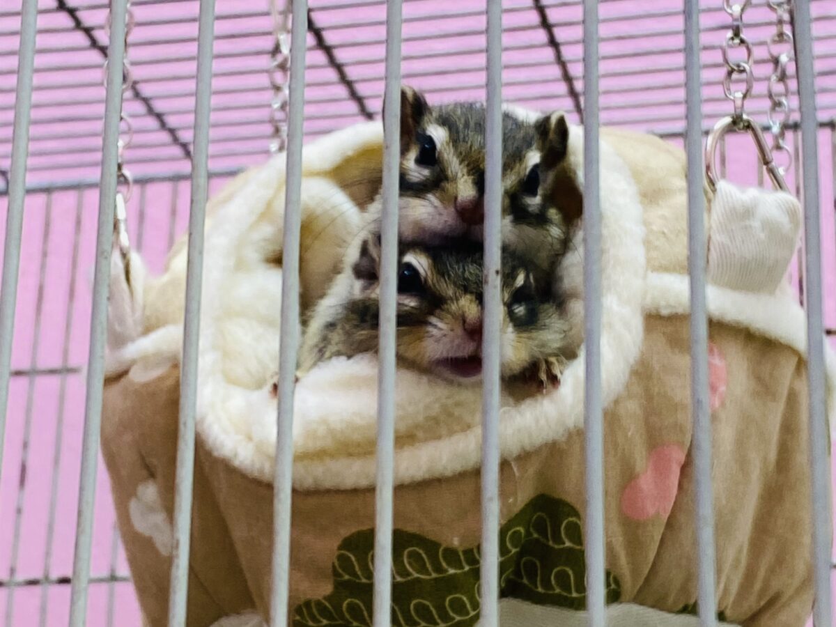 シマリス（ノーマル）